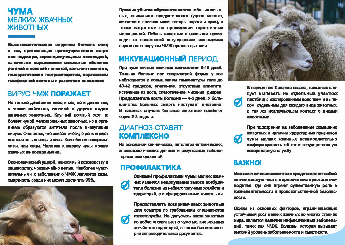 Контагиозная плевропневмония крупного рогатого скота