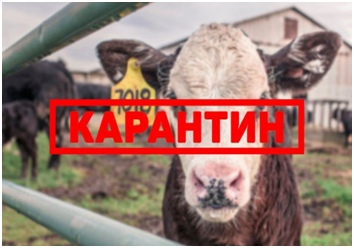 В Самарской области специалисты государственной ветеринарной службы проводят массовую иммунизацию крупного рогатого скота против заразного узелкового (нодулярного) дерматита