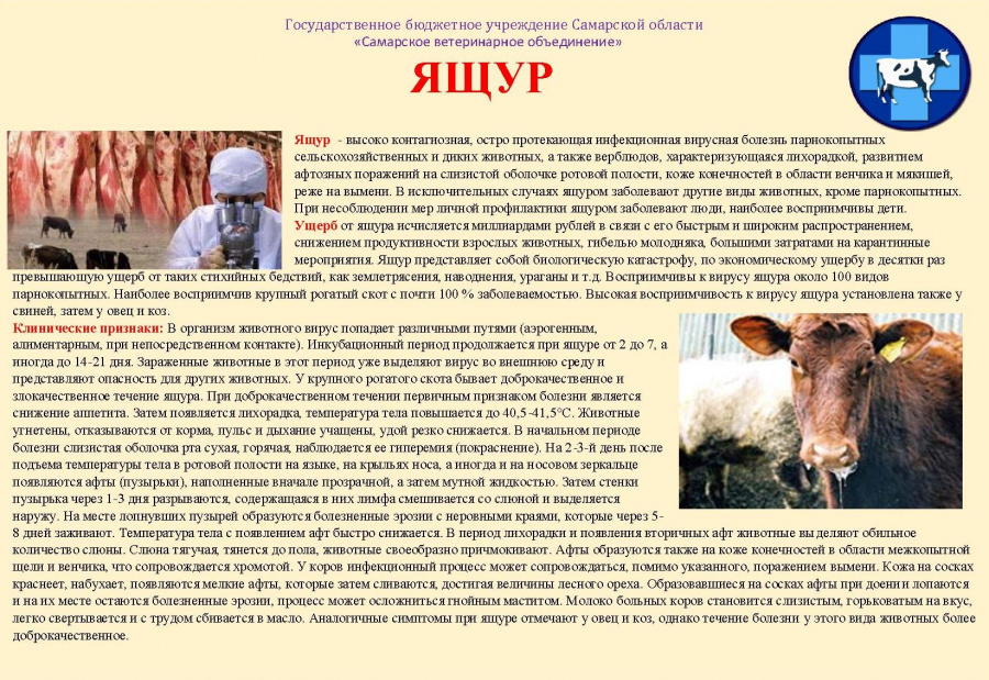 Ящур
