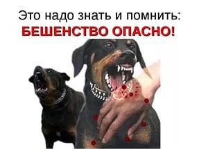 Памятка. Бешенство.
