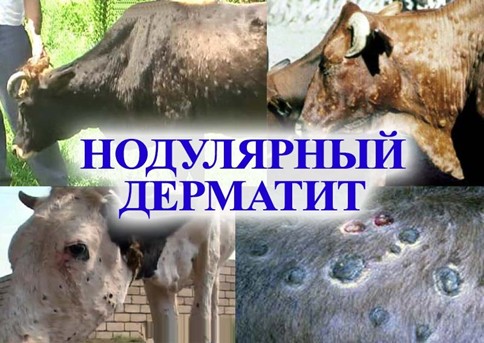 ПАМЯТКА: НОДУЛЯРНЫЙ ДЕРМАТИТ 