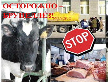 БРУЦЕЛЛЕЗ
