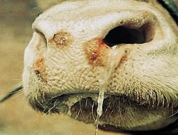 ПАМЯТКА: НОДУЛЯРНЫЙ ДЕРМАТИТ 