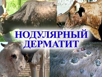 ПАМЯТКА: НОДУЛЯРНЫЙ ДЕРМАТИТ 