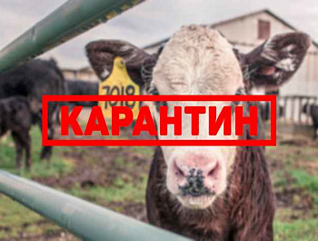 БРУЦЕЛЛЕЗ